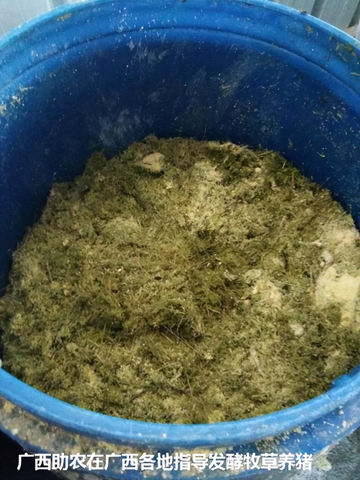 加强型活力99生酵剂—以高浓度乳酸菌，更好用的专业益生菌发酵剂