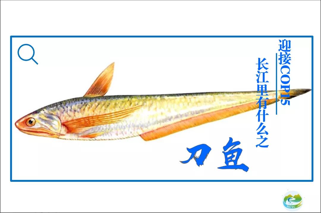 迎接COP15，保护生物多样性丨长江里有什么之“长江第一鲜”刀鱼