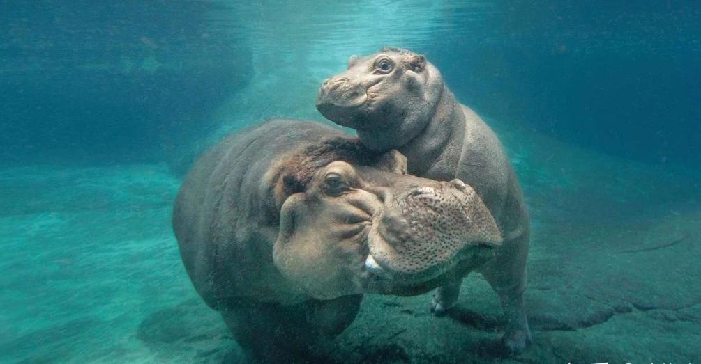 河马最怕什么凶猛的食肉动物,大型尼罗鳄与河马共存