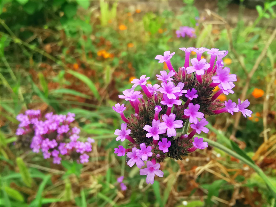 吉祥航空和南航的区别,吉祥航空和吉祥汽车