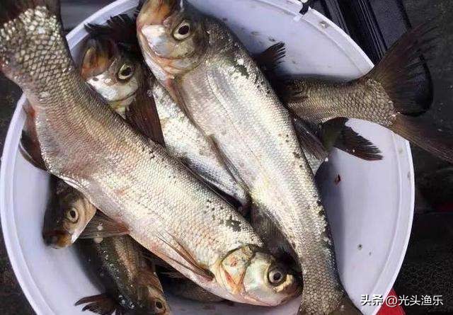 邓刚钓翘嘴鱼视频完整版,邓刚钓翘嘴鱼的方法及技巧