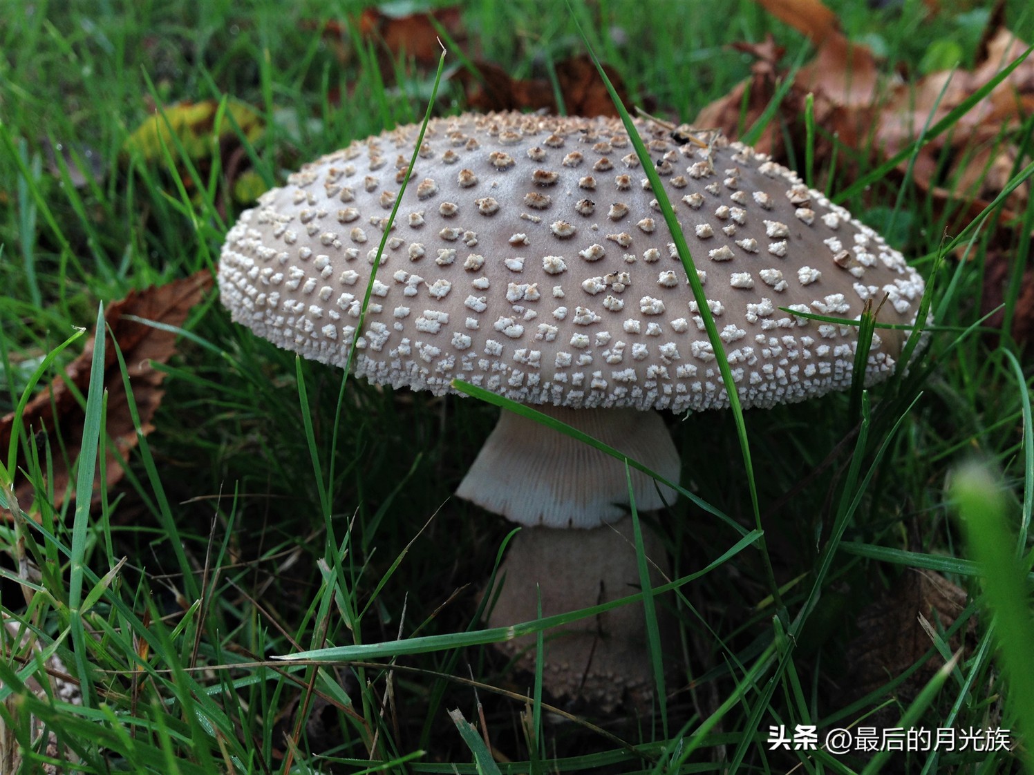 教你认识一下蘑菇,8种口味蘑菇