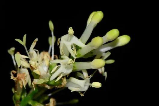 美得令人惊艳的花,世上最美的十种花样子