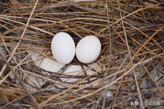 鸽子蛋多久开始啄壳,鸽子啄蛋的正确方法