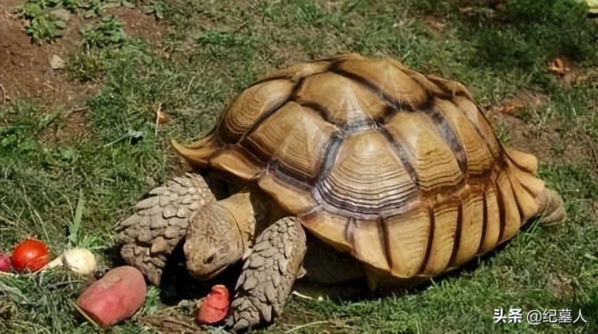 北京男子捡到乌龟养了8年,男子在野外捡到乌龟越长越不好