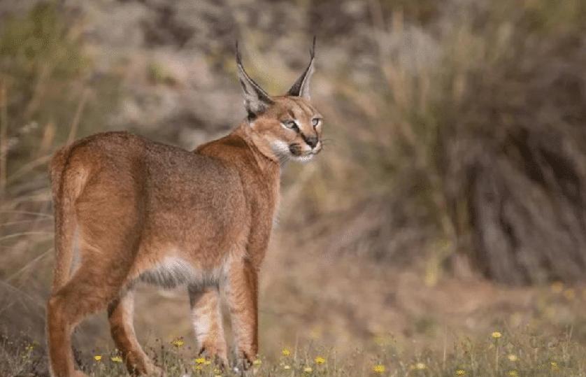 最凶残的猫一只狞猫单挑三头野狼,最凶狠的猫