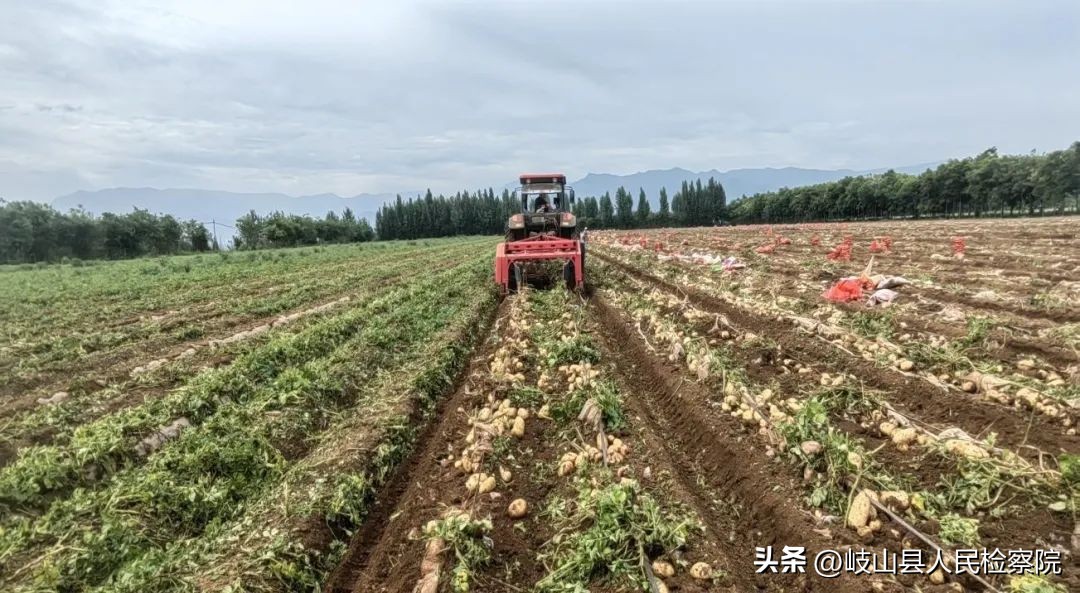 【乡村振兴】岐山县蔡家坡镇：土豆豆成为增收致富“金豆豆”
