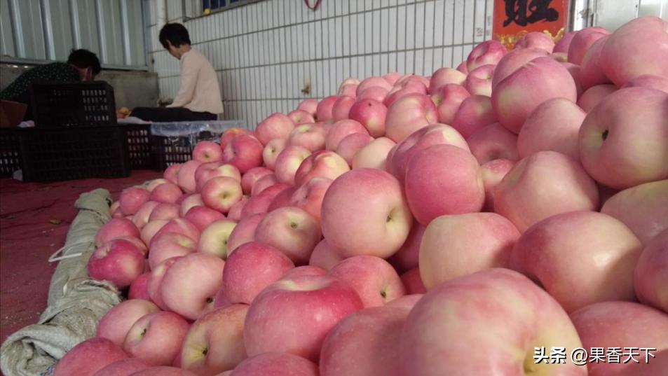 红将军苹果价格最新行情今天,红将军苹果价格