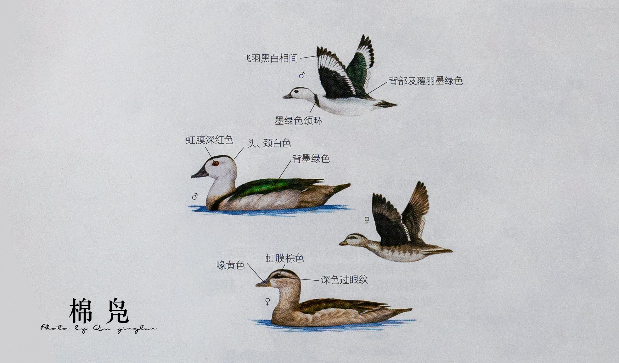 涓滄睙鎻借儨,涓滄睙鎻借儨楦熺被