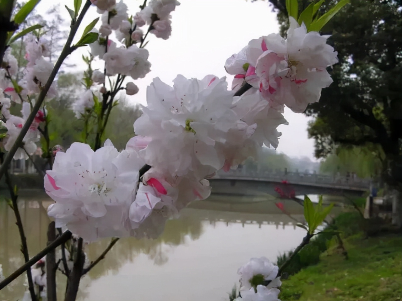百种鲜花图片欣赏,十种最美丽的鲜花