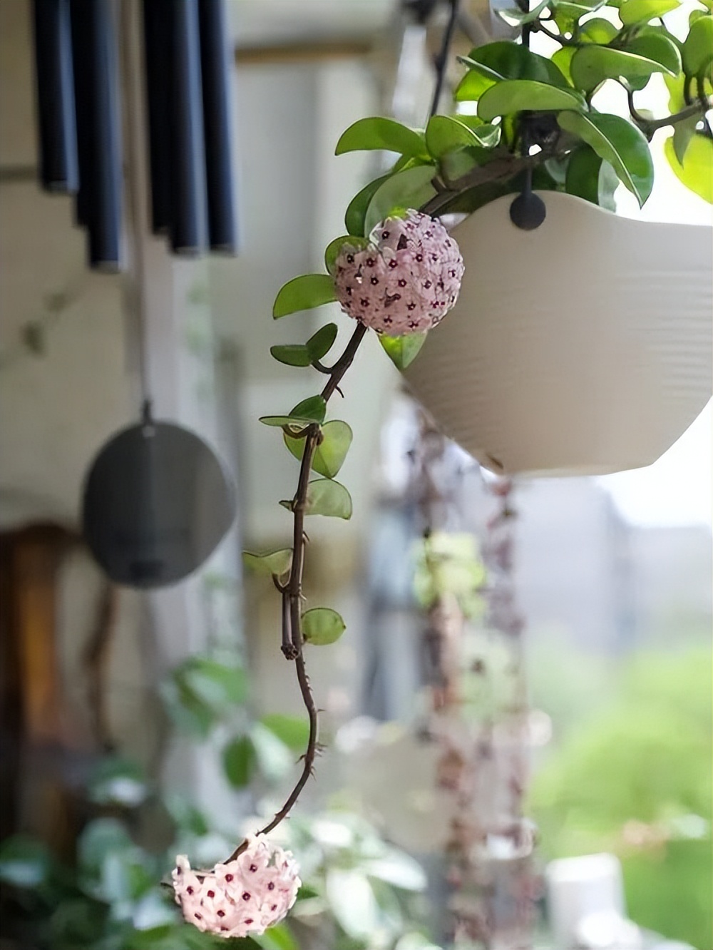 家里光线差就养这几种花,什么花散射光就可以养好