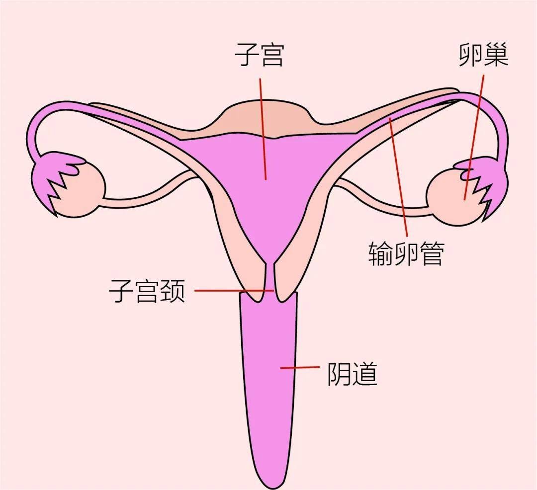 女性心窝口偏右烧灼感痛怎么回事,女性尿道口有烧灼感怎么回事