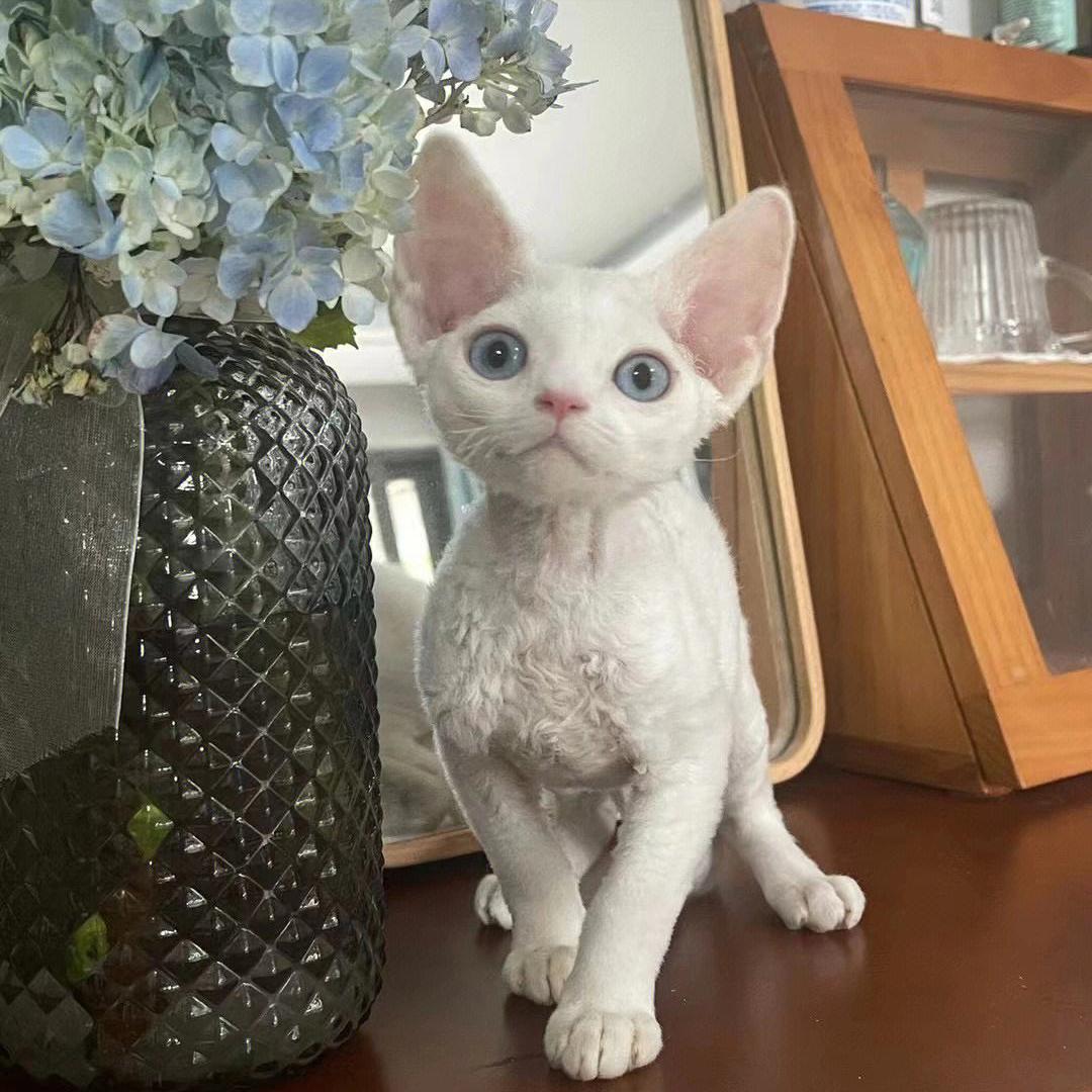 2023年最受欢迎的7种猫,最受欢迎的猫品种前十名