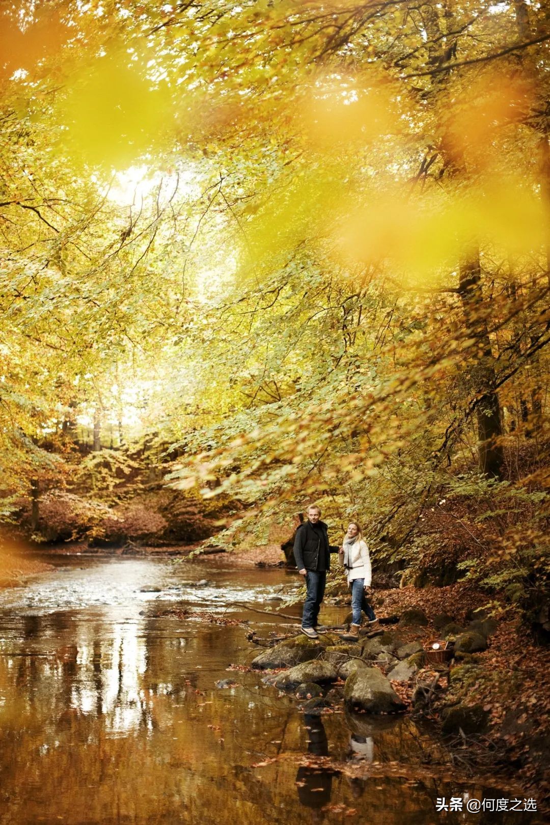 森林里的“树屋”：丹麦森林中建造的酒店，美到让人窒息