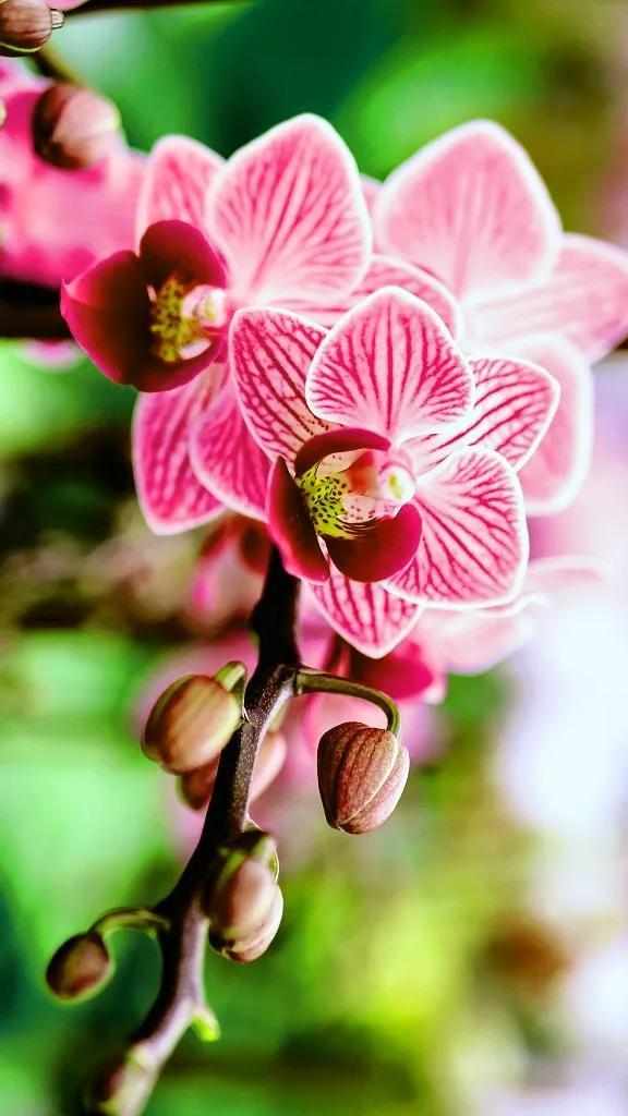 兰花原创图片,兰花品种大全