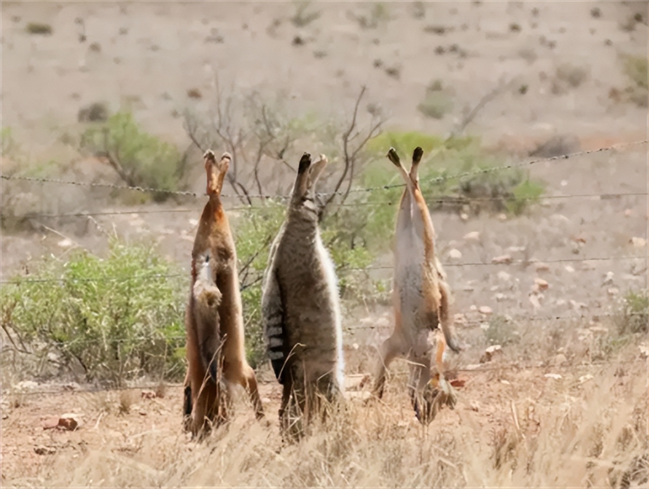 澳大利亚野兔泛滥成灾体重近百斤,澳大利亚野兔成灾野兔上百斤