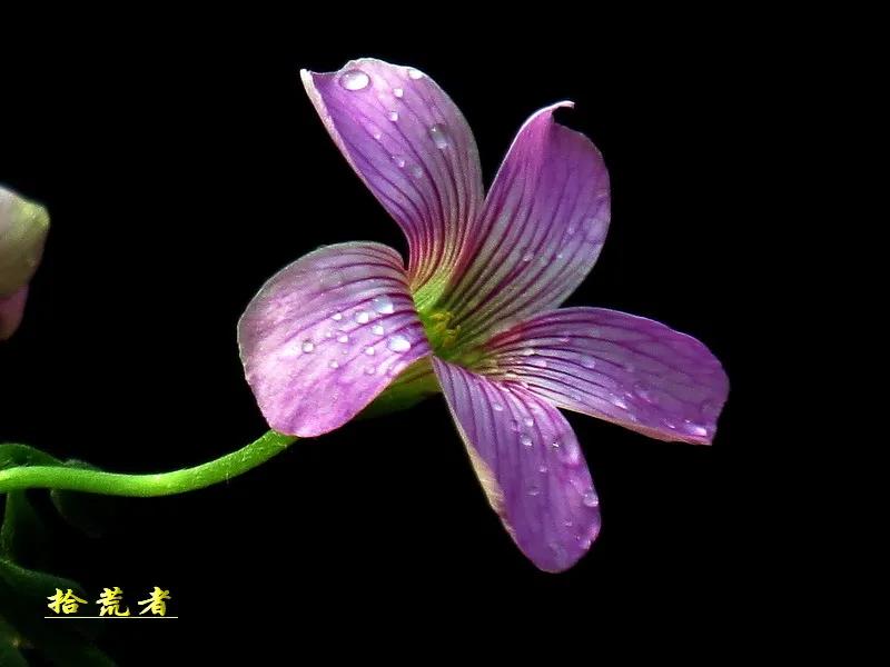 酢浆草黄色大花,类似酢浆草的野花叫什么