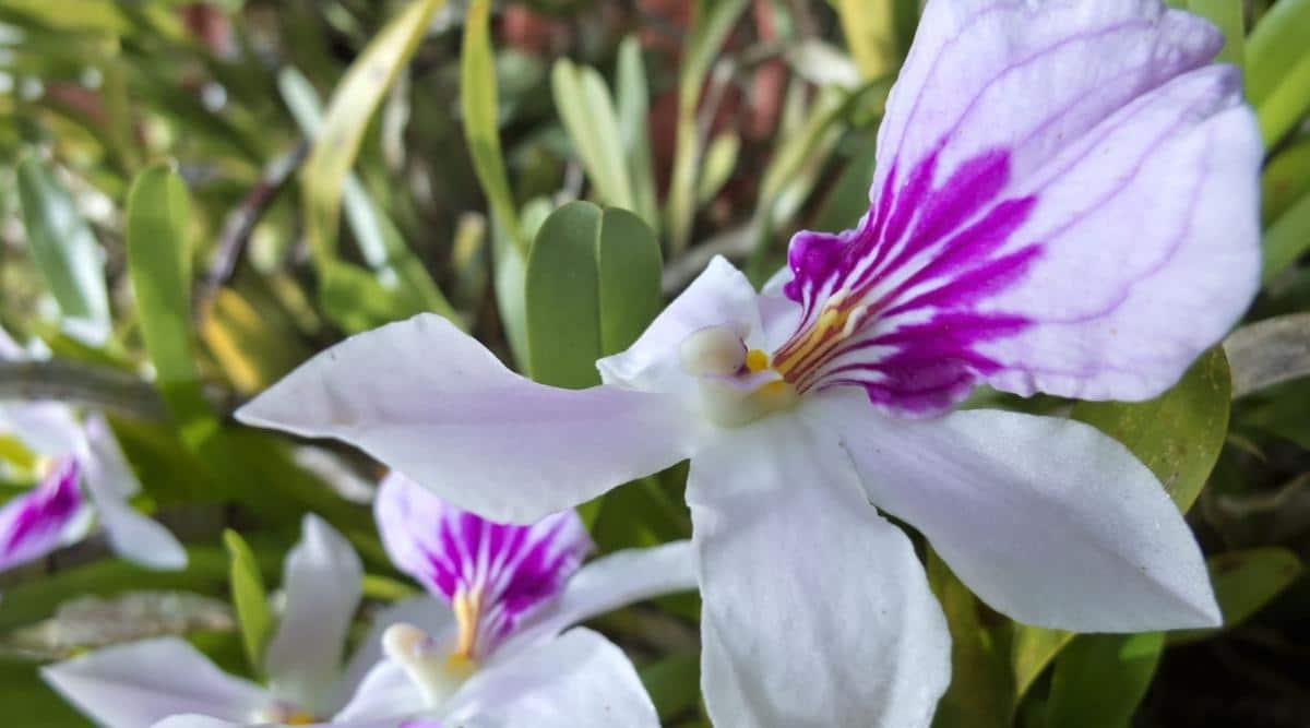 香味最浓的热带兰花品种,香味最浓的热带兰花品种排名