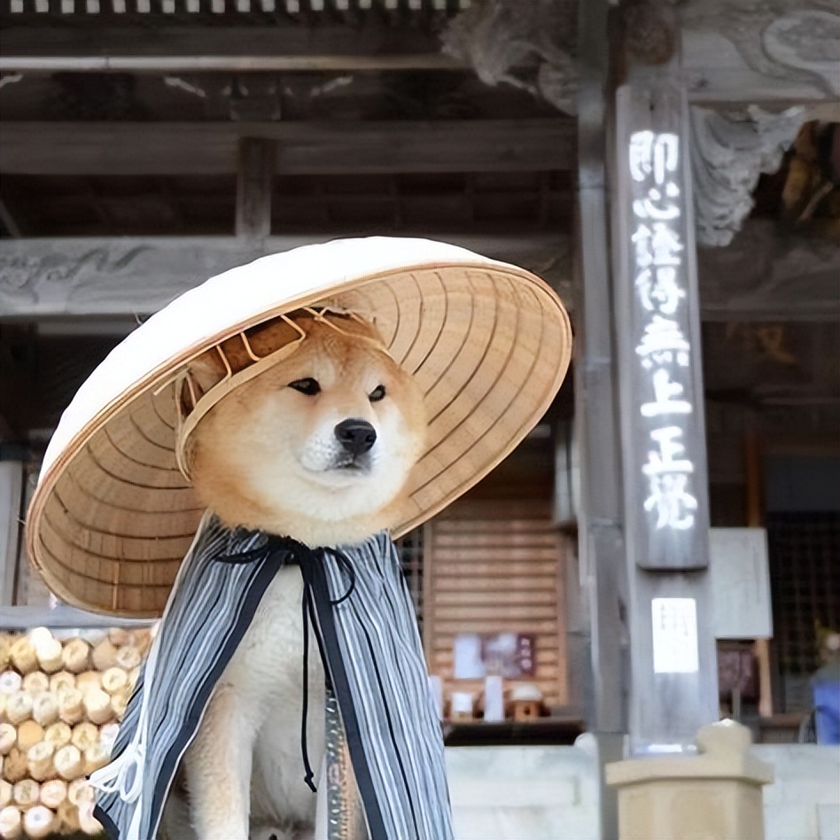 拥有宠物陪伴的好处,拥有一只宠物可以让你更健康吗