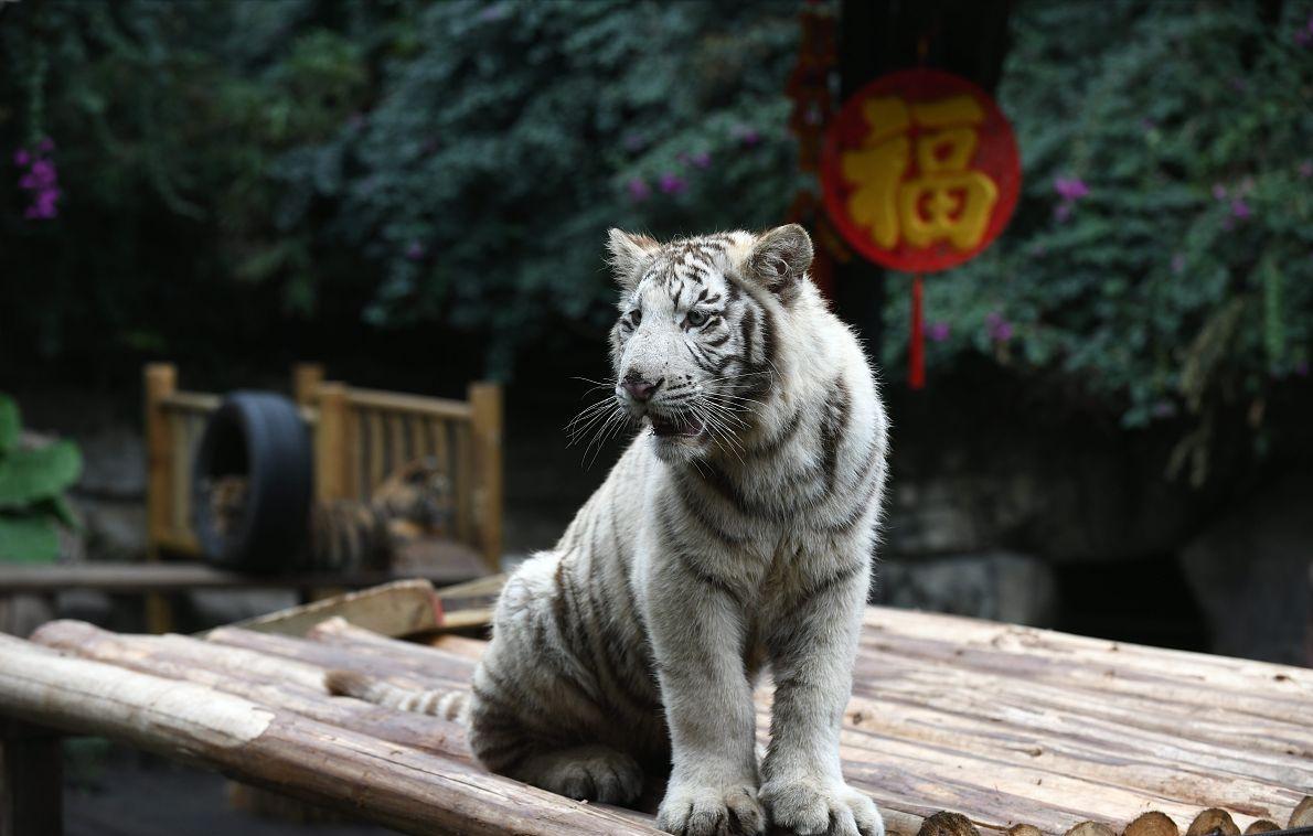 坟后有白虎什么预兆,坟后有洞穴预示什么