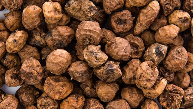 高油大豆高产栽培技术,高产油豆种