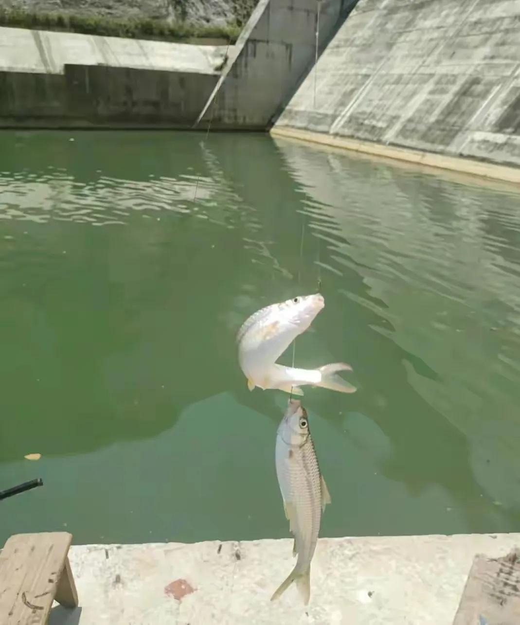 日常野钓小杂鱼用什么窝料,小杂鱼闹窝野钓大鲫鱼的技巧