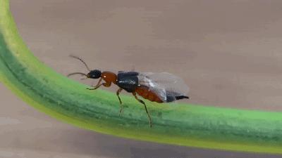 夏季常见蚊虫叮咬图鉴,女孩被家人吸血10年