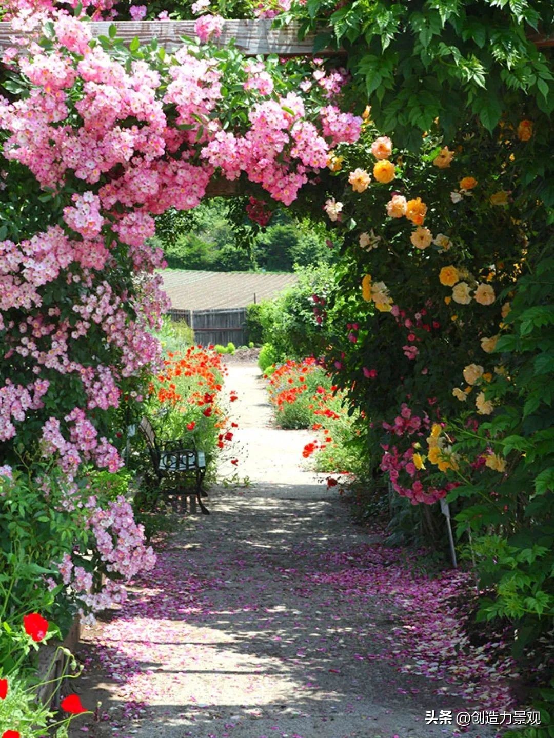 一花一草一世界原创花草,一花一草一世界赏花享受最好时光