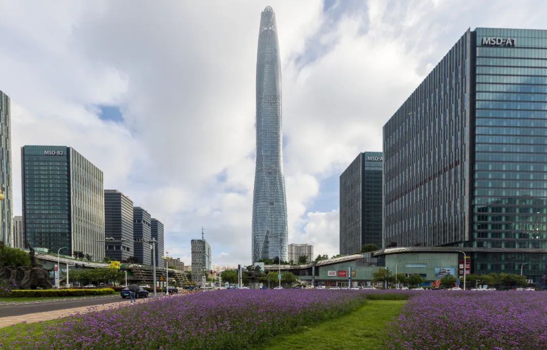 泰达新视觉|生如夏花泰达MSD花海柳叶马鞭草如梦绽放