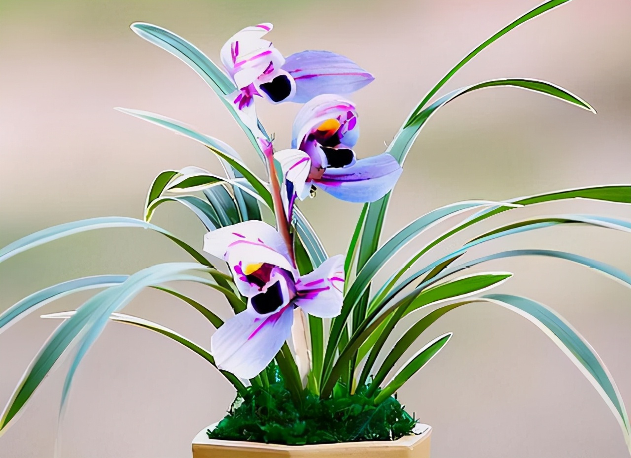 建兰紫月荷是真的吗,建兰紫月荷价格