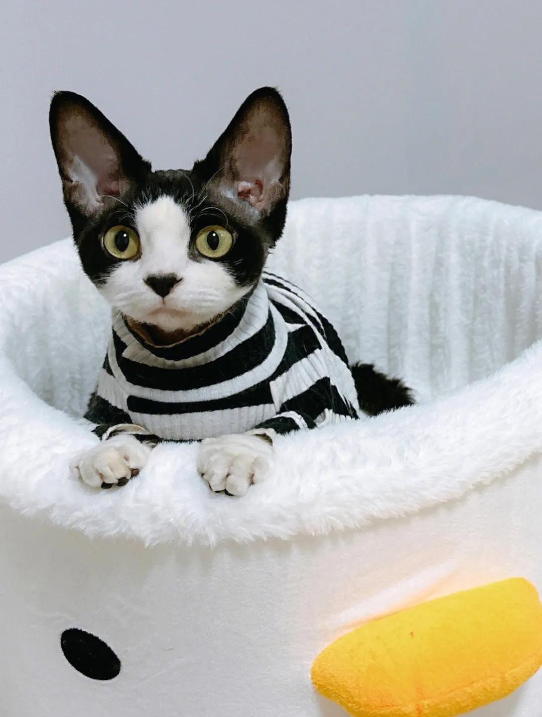 猫咪为什么对自己某个部位的毛发情有独钟？