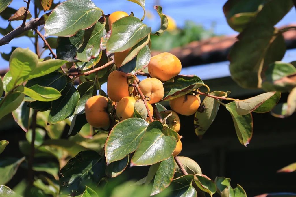 最近的泰兴,泰兴现在的样子