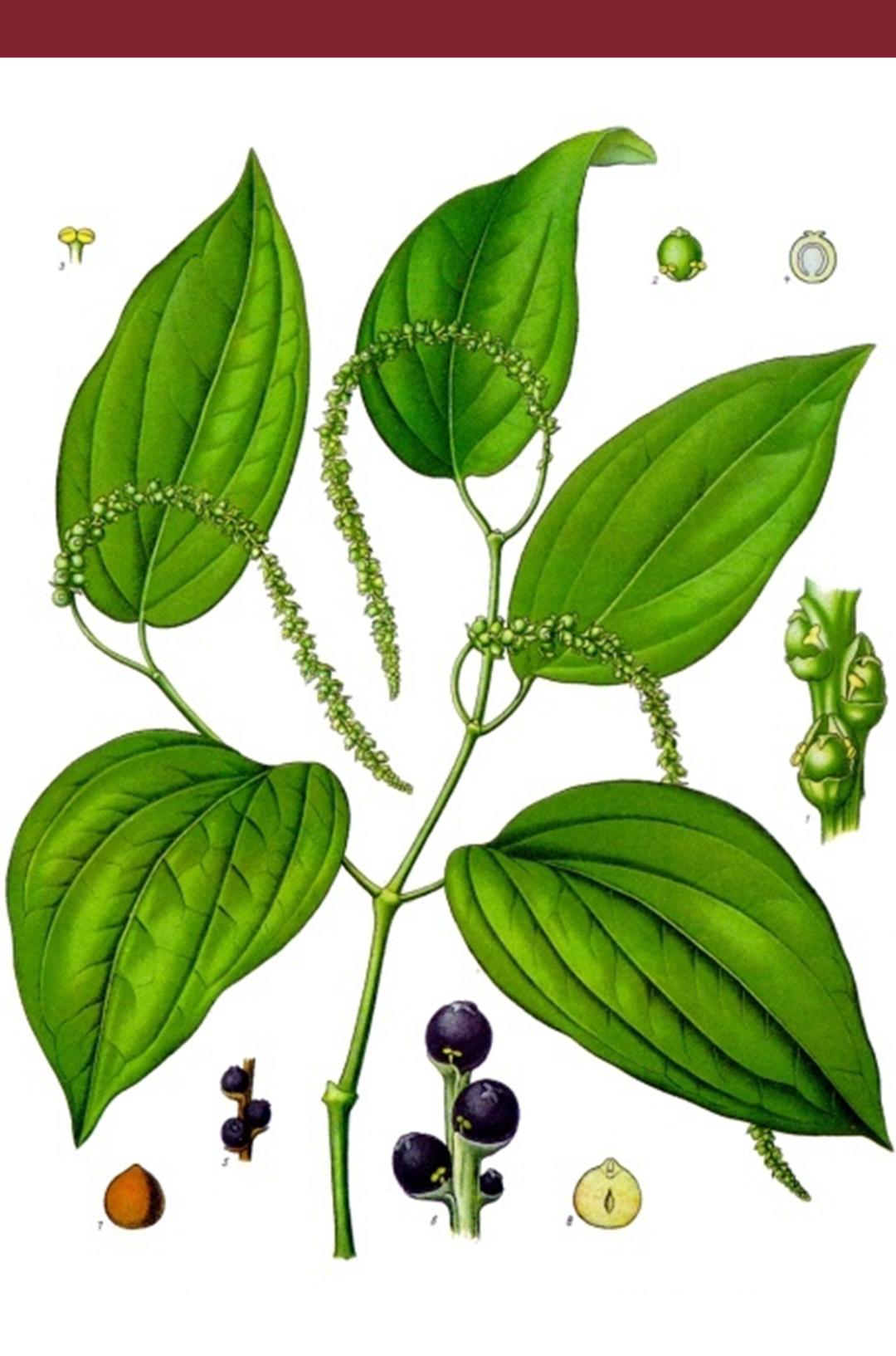 胡椒有霉味吗,胡椒味太重