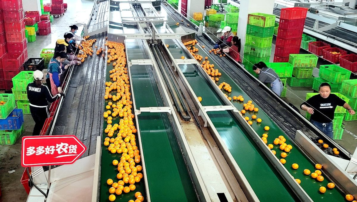 90后返乡新农人,90后新农人回家创业