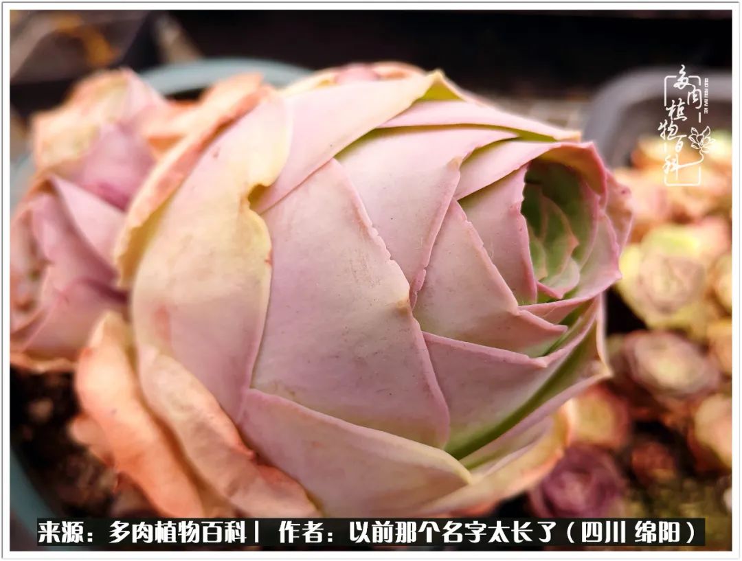 夏天山地玫瑰,小清新山地玫瑰