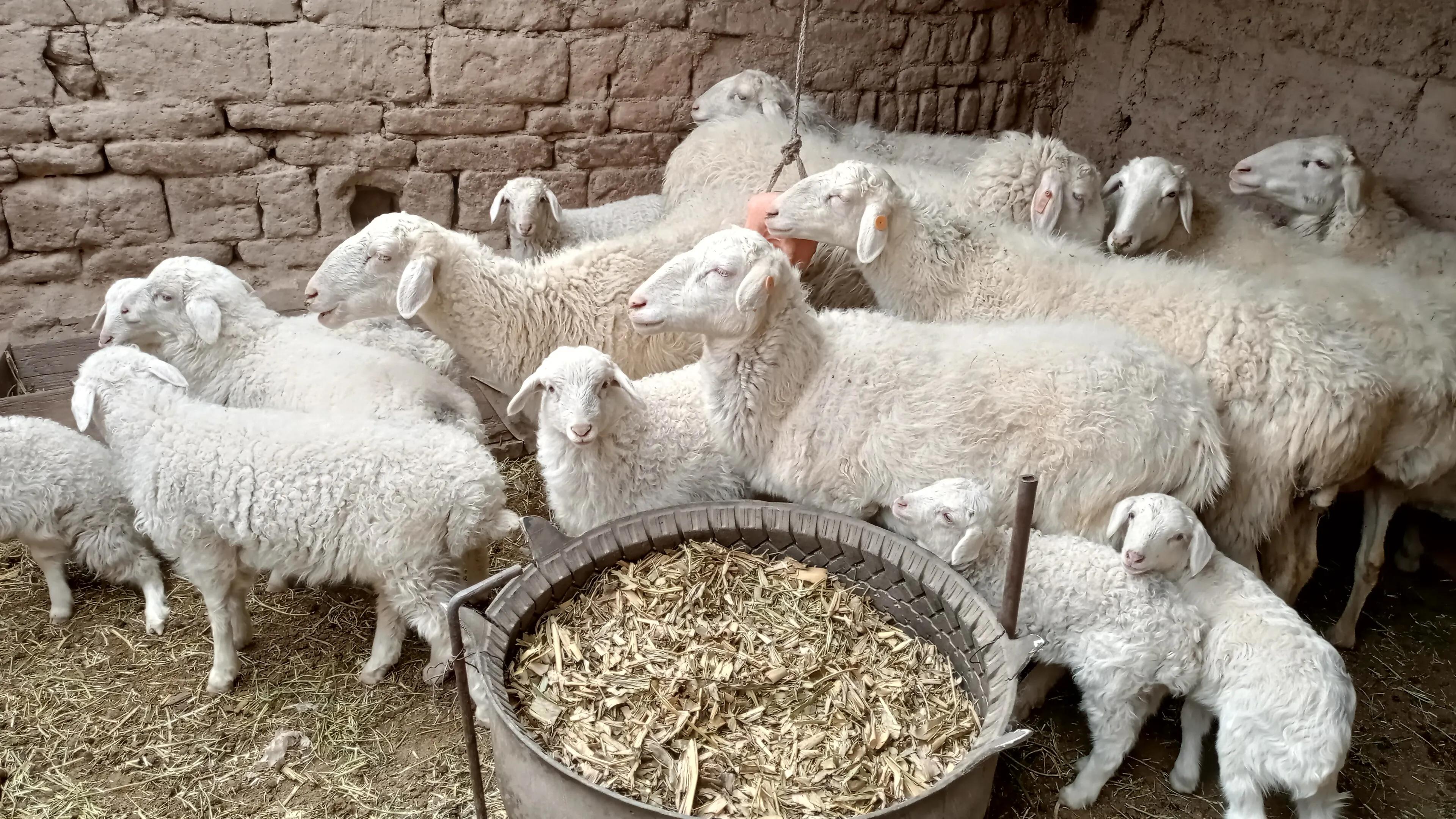 养20只湖羊种羊一年能挣多少钱,养100只湖羊一年的利润