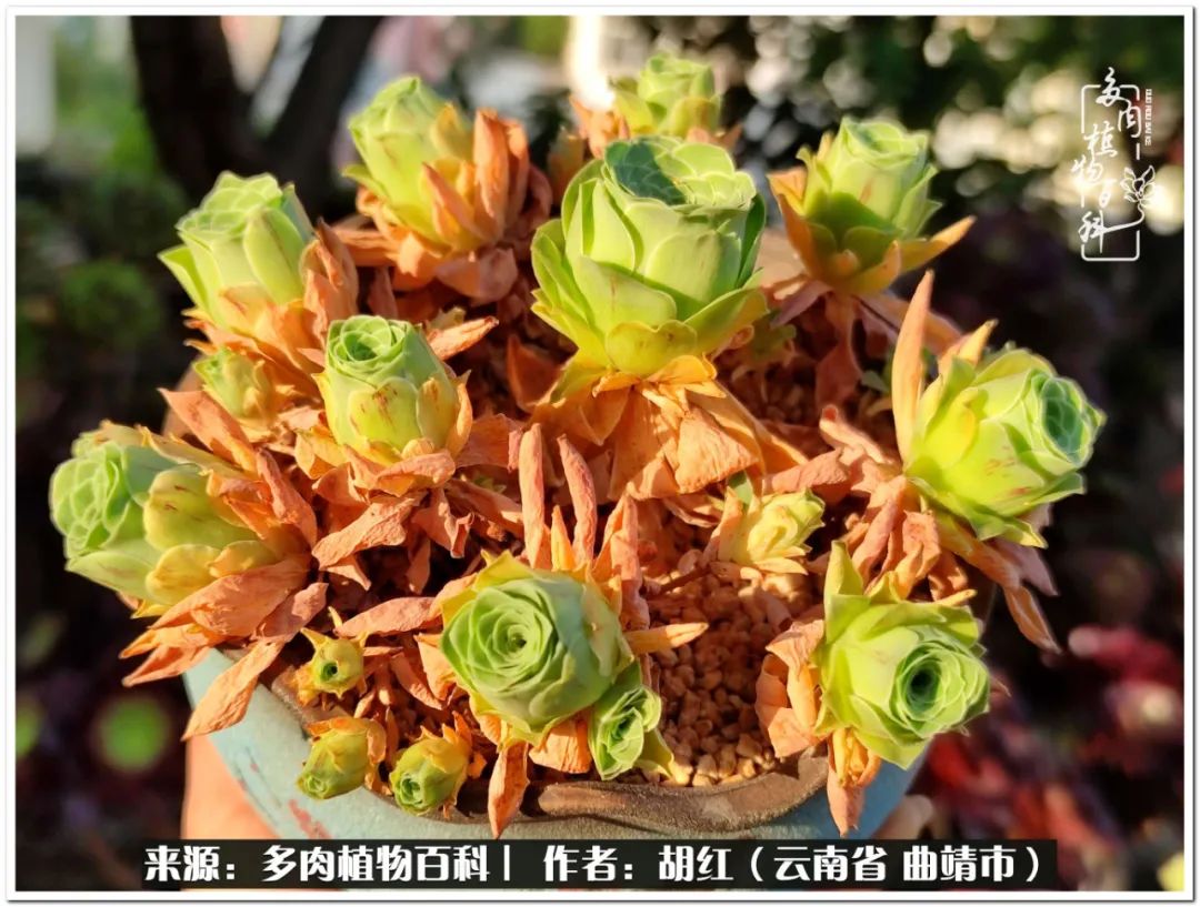 多肉植物里的糖,多肉生活的调味剂