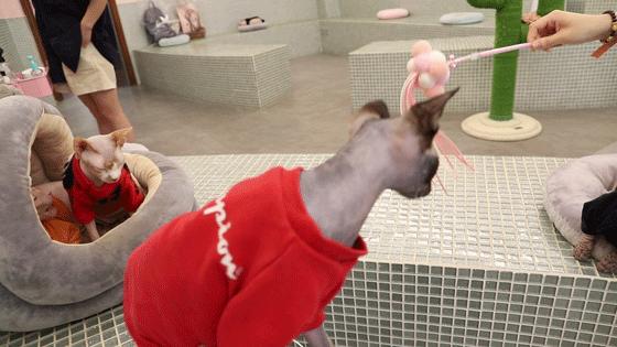 猫界最好养的猫是什么猫,什么猫寿命最短最好养