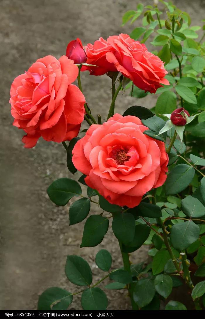 花千骨花絮,小百花花絮