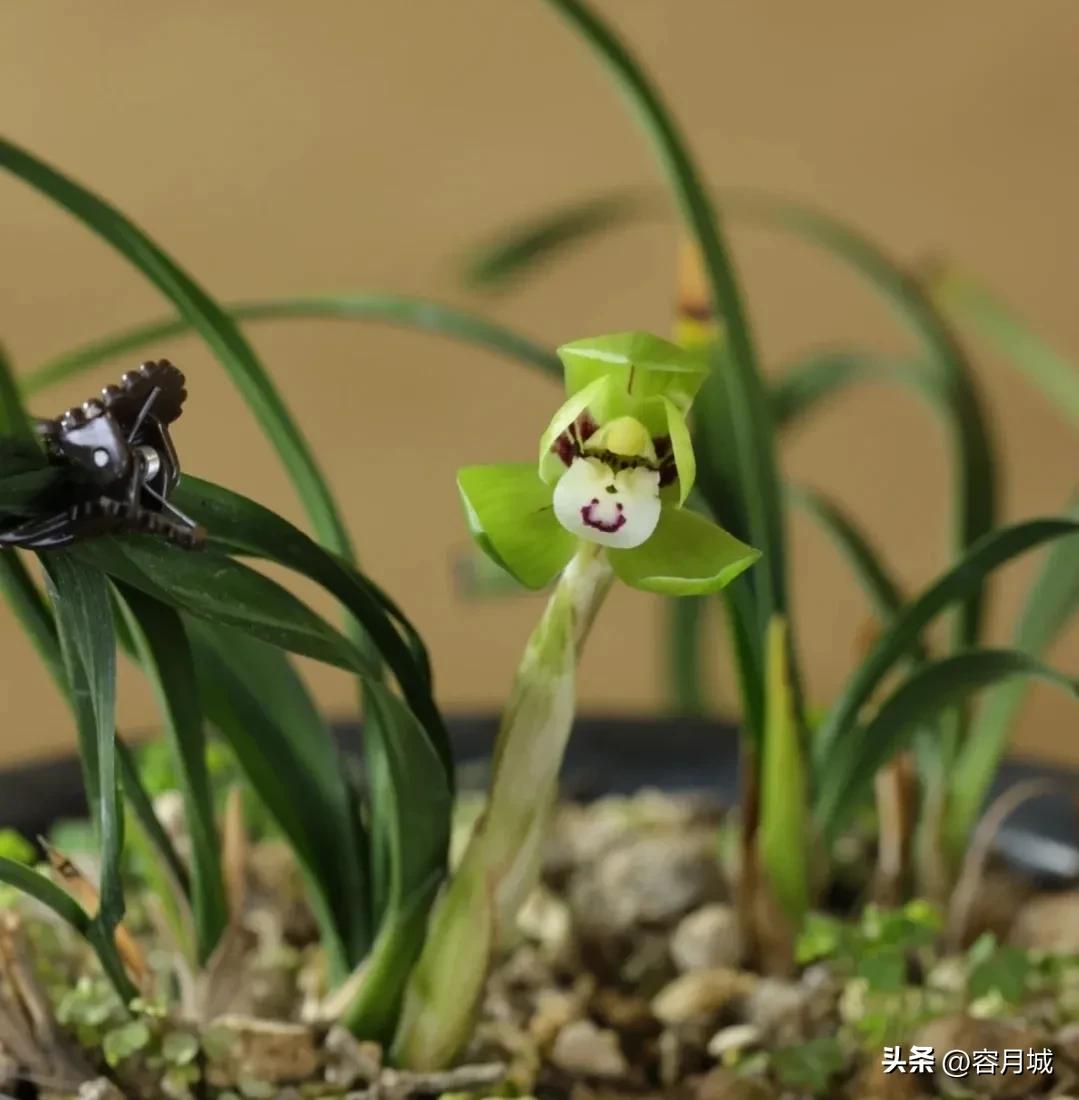 名贵兰花前十名,什么兰花被称为牢底坐穿兰