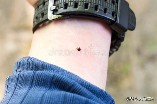 上海白蚁可怕？这种小虫子才厉害！河南3人疑似蜱虫病人传人死亡