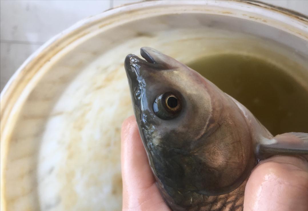 鱼体红肿怎么治疗,鱼体外伤溃烂用什么药