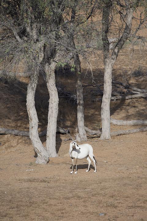 哈伊马角利兹卡尔顿,哈伊马角沙漠丽思卡尔顿酒店