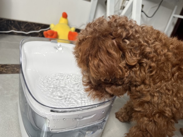 宠咕咕智能宠物饮水机,宠咕咕喂食器测评