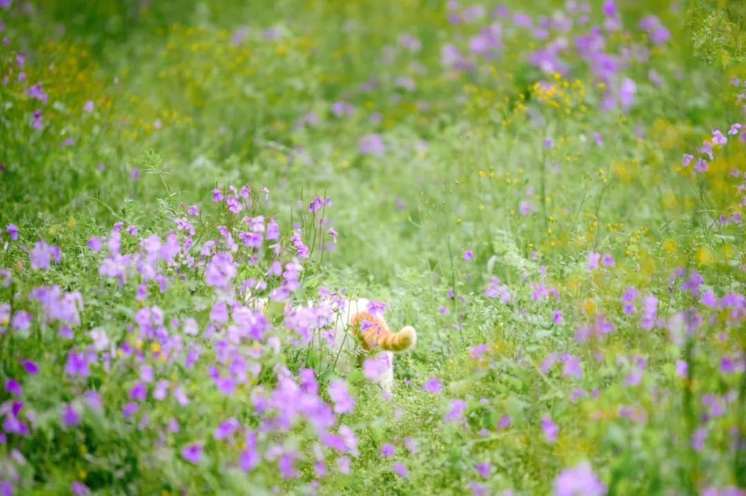 听我的，四月的杭州才是浪漫天花板。