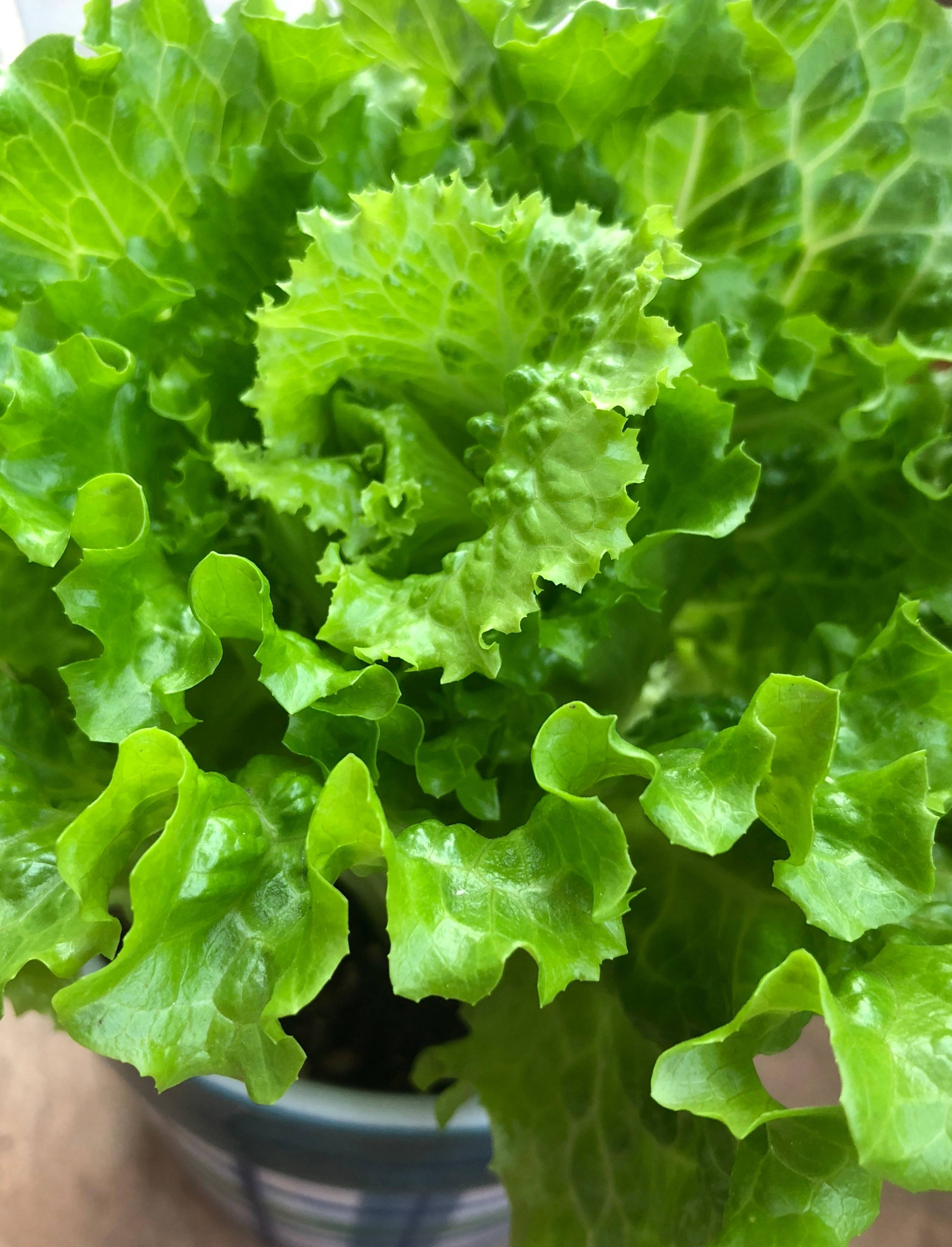 3种蔬菜,种快速生长的青菜的方法和步骤