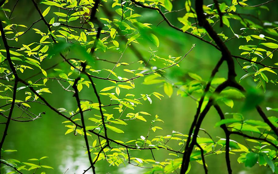 一年花信过满院绿阴多，古诗词里的春天绿阴，这匆忙的时光啊