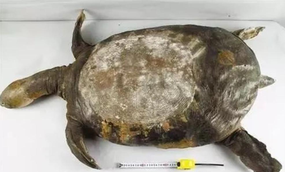 全球仅剩三只的中国神兽,全球只有三只的神兽