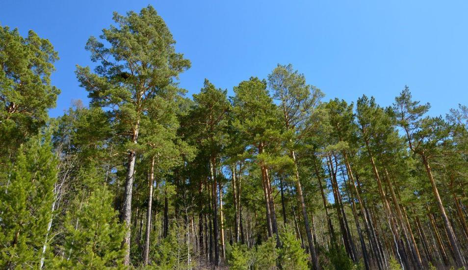 散文|艾平：樟子松随想