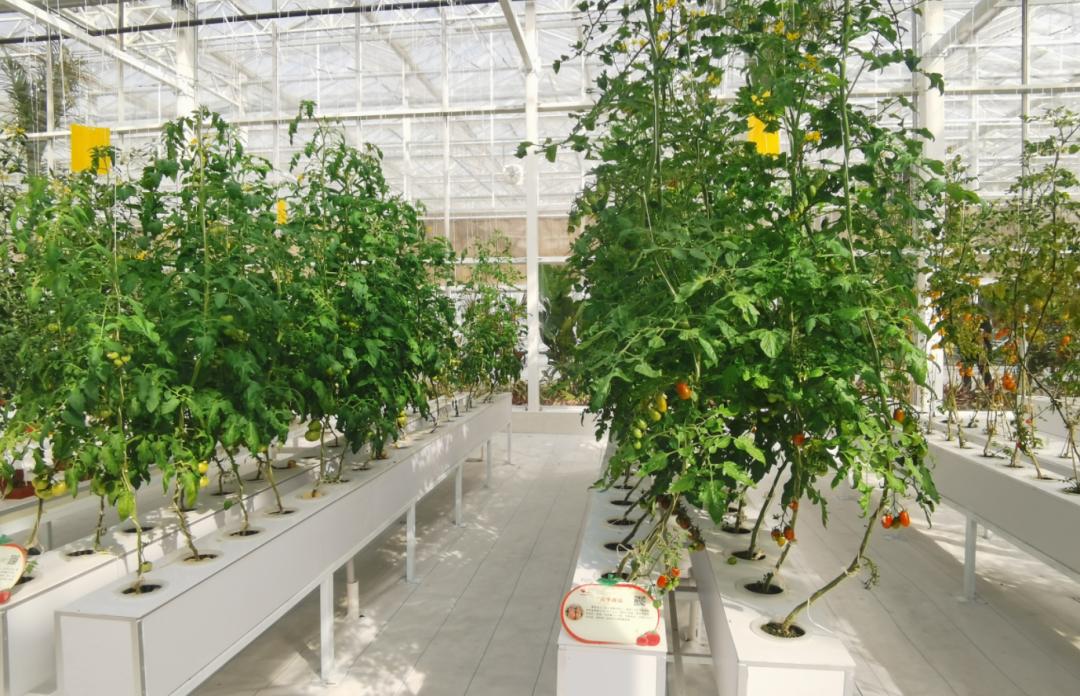 农业技术大讲堂之番茄的种植技术,连云港番茄无土栽培